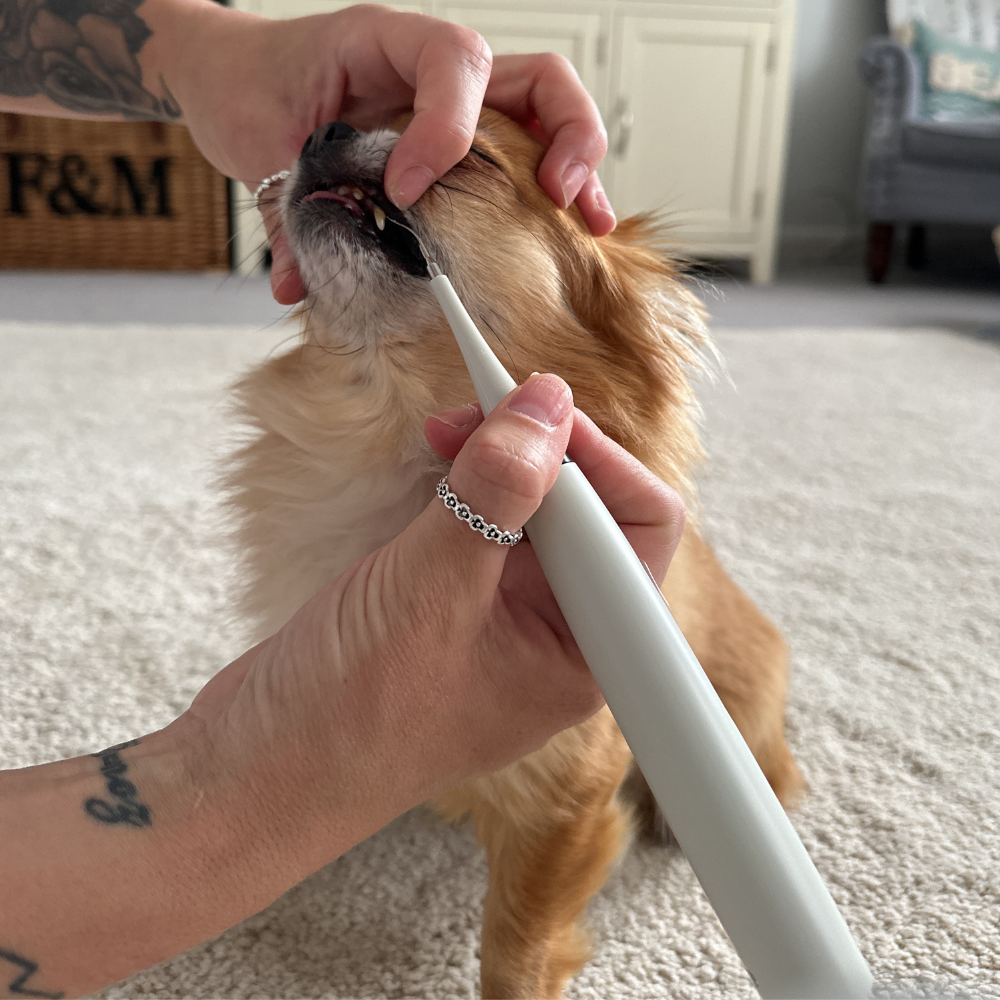 Kit Dentex - Détartreur Dentaire Sonique Pour Chien