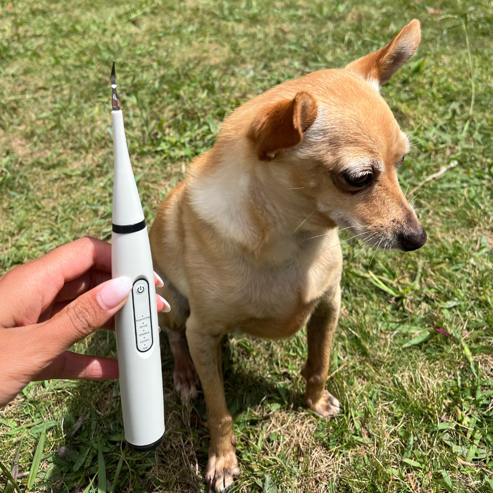 Kit Dentex - Détartreur Dentaire Sonique Pour Chien