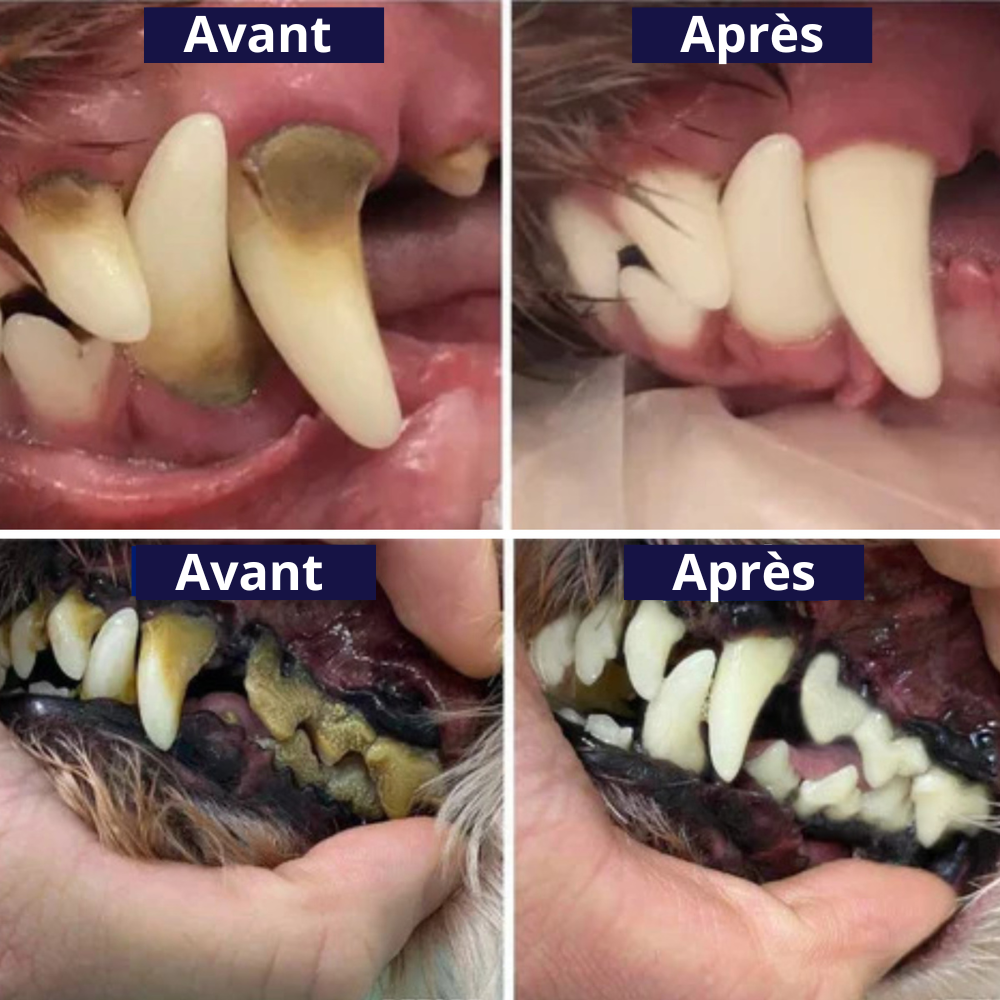 Kit Dentex - Détartreur Dentaire Sonique Pour Chien