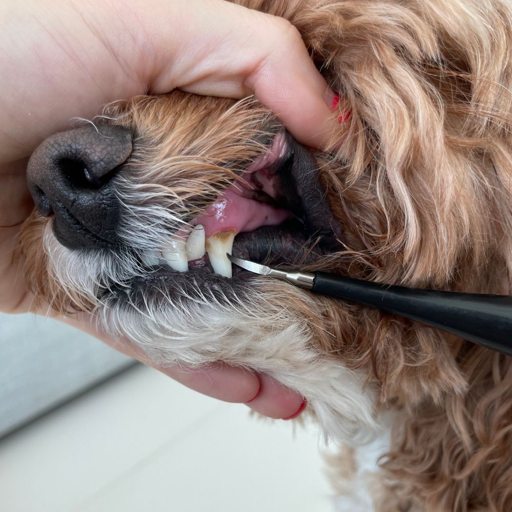Kit Dentex - Détartreur Dentaire Sonique Pour Chien