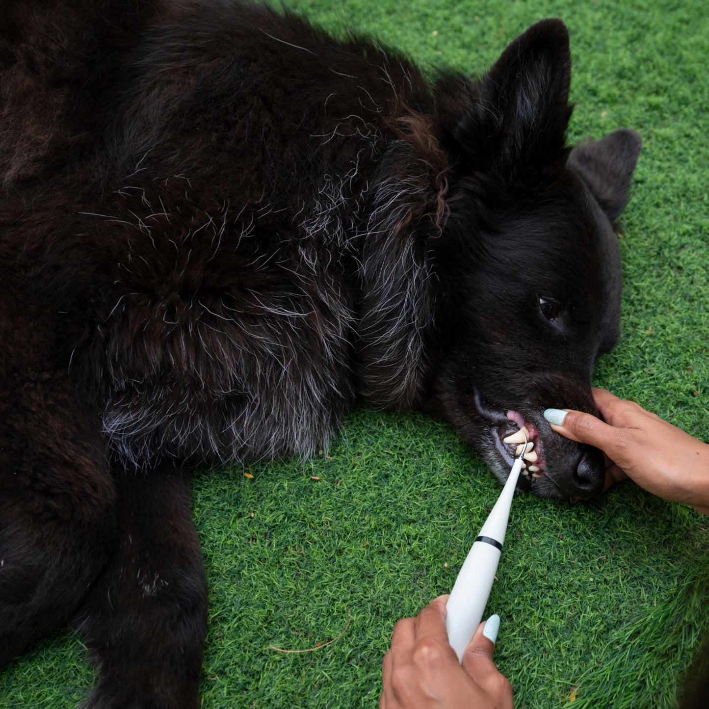 Kit Dentex - Détartreur Dentaire Sonique Pour Chien