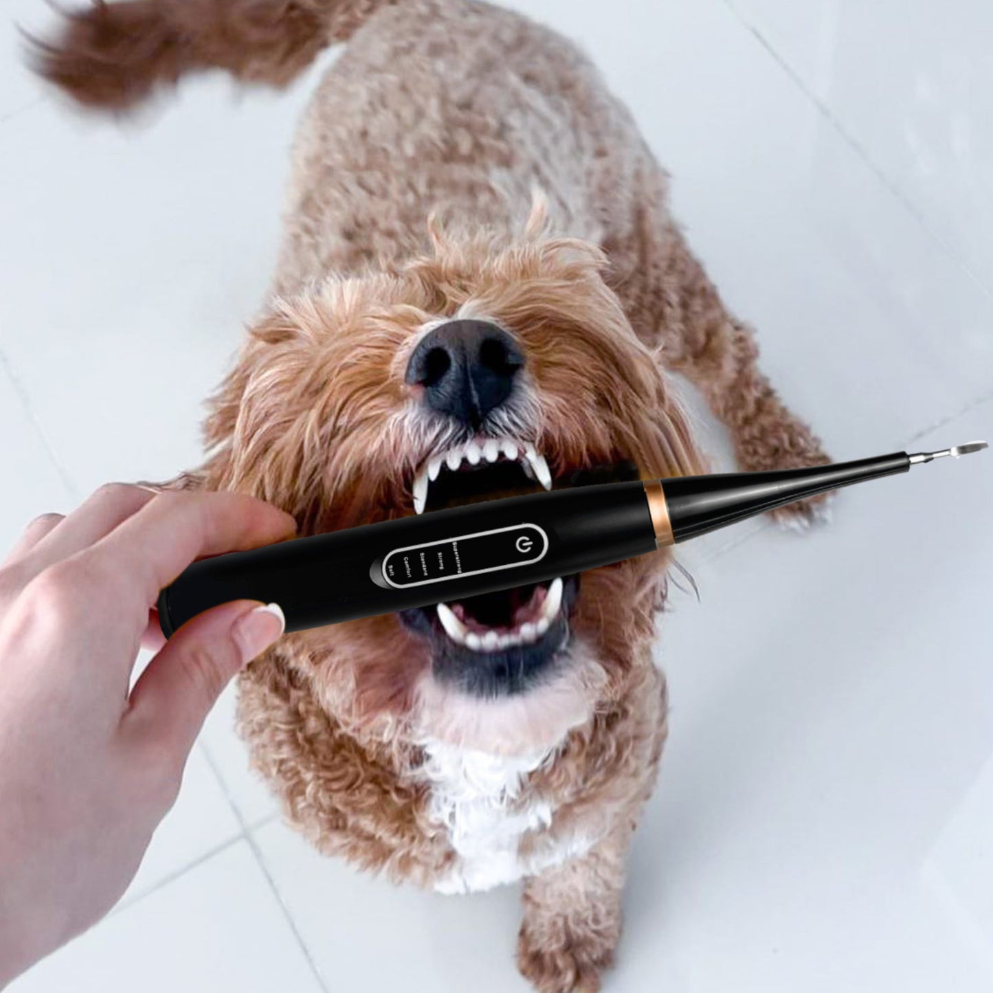 Kit Dentex - Détartreur Dentaire Sonique Pour Chien