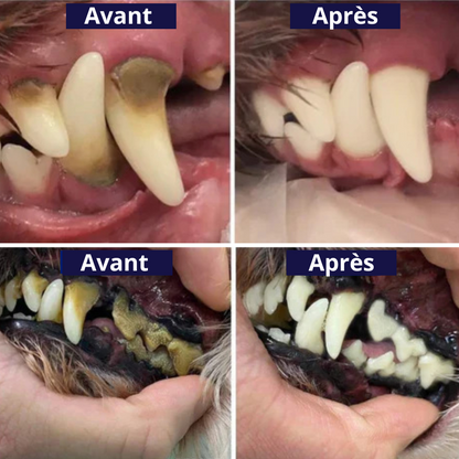 Kit Dentex - Détartreur Dentaire Sonique Pour Chien
