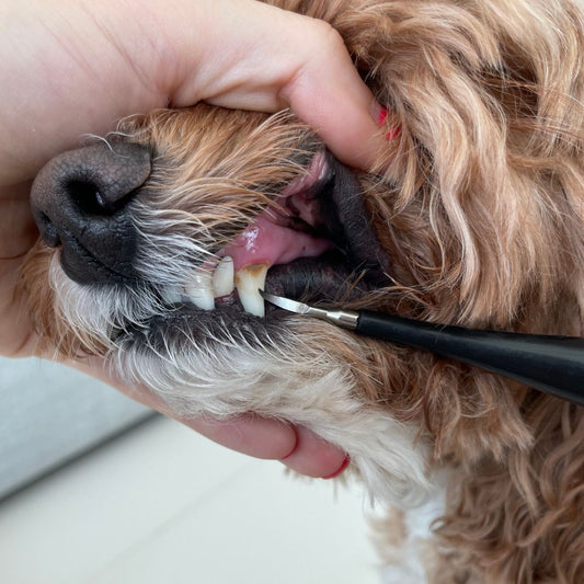 Kit Dentex - Détartreur Dentaire Sonique Pour Chien